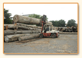 Forklift moving a log into the sawmill.