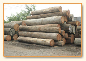 Raw logs staged in the log yard before milling.