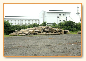 Log yard at the Gresik mill, logs staged in front of the production building.